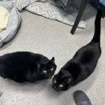 Twink and Dink, 8-year-old sisters. Photo courtesy of Homer Animal Shelter