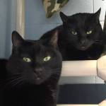 Twink and Dink, 8-year-old sisters. Photo courtesy of Homer Animal Shelter