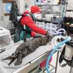 Photo by Kaiti Grant/courtesy Alaska SeaLife Center
Alaska SeaLife Center Wildlife Response Team members treat a juvenile northern sea otter that was admitted for care on Nov. 16 in Seward.