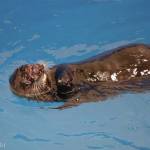 A juvenile northern sea otter was rescued by the Alaska SeaLife Centers Wildlife Response Team on Nov. 16<ins>, 2024,</ins> in Seward<ins>, Alaska</ins>. (Photo by Kaiti Grant/courtesy Alaska SeaLife Center)