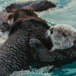 Otters, a photograph by Mercedes Santana, will be on display in her solo exhibit at Homer Council on the Arts, open Jan. 6 through March 4, 2025, in Homer, Alaska. Photo provided by Homer Council on the Arts