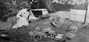 Photo courtesy of the Peggy Arness Collection
Nellie McCullagh feeds a pen-raised fox on her familys farm in Kachemak Bay, in 1922.