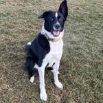 Bella, 2.5-year-old female. Photo courtesy of Homer Animal Shelter