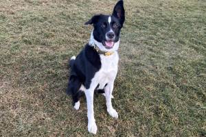 Bella, 2.5-year-old female. Photo courtesy of Homer Animal Shelter