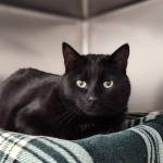 Arabella, 5-year-old female. Photo courtesy of Homer Animal Shelter