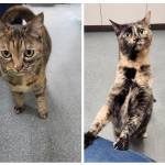 Kitten, 5-year-old female, and Jazzy, 7-year-old female. Photo courtesy of Homer Animal Shelter