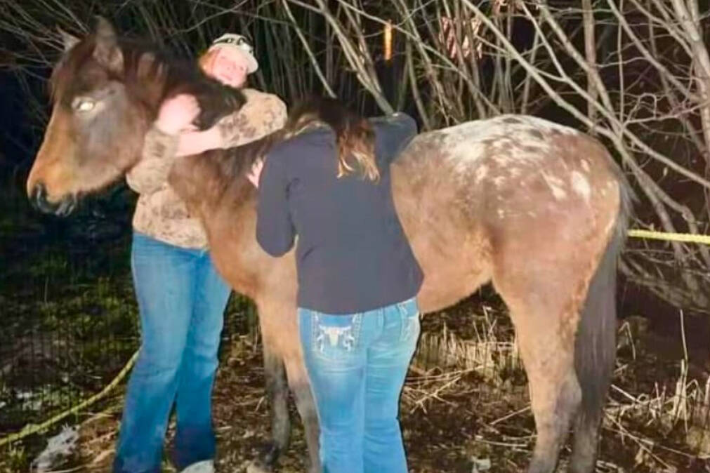 Spurr, a 1-and-a-half-year-old colt, and his owners are photographed in January 2025, before his disappearance on Sunday, in Homer, Alaska. (Photo courtesy of Katie Klann)