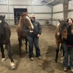 Spurr, a 1-year-old Appaloosa colt who went missing Jan. 19, 2025, can be seen on the far right with Judah Klann, Saturday, Feb. 1, 2025, in Homer, Alaska. Spurr was spotted grazing under a tree by Beluga Lake and rescued Feb. 1. (Photo courtesy of Kate Klann)