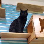 Arabella peers down from her perch at the Homer Animal Shelter on Thursday, Jan. 30, 2025, in Homer, Alaska. (Delcenia Cosman/Homer News)