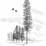 White Spruce, a pen and ink drawing by Kim McNett, is one of numerous original works of art on display in her February exhibit, Fantastic Fens, at Bunnell Street Arts Center in Homer, Alaska. Photo provided by Kim McNett