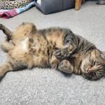 Lucy Kitten, 5-year-old female. Photo courtesy of Homer Animal Shelter