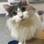 Penny, 6-year-old female. Photo courtesy of Homer Animal Shelter