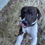 Gilbert, 1-year-old male. Photo courtesy of Homer Animal Shelter