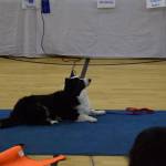 Charlie Its So Fluffy, a corgi, watches his owner for instructions and treats during the dog show at Chapman School on Sunday, March 2. (Chloe Pleznac/Homer News)