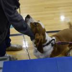 Bassett hound, Lt. Dan, works the crowd while he waits for his turn at the dog show at Chapman School on Sunday, March 2. (Chloe Pleznac/Homer News)