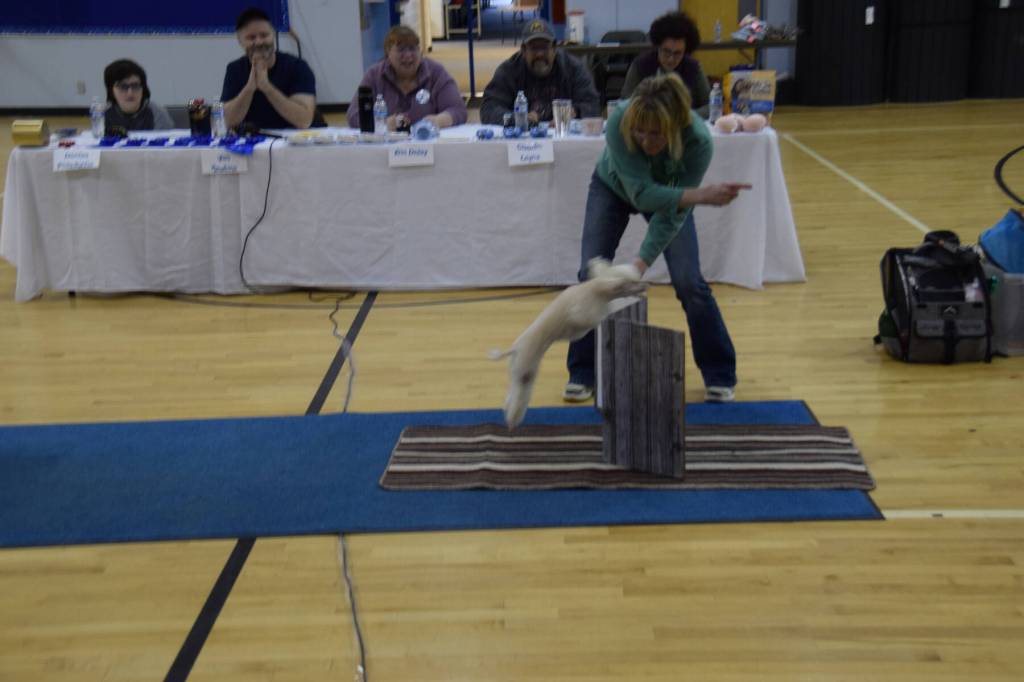Reba the miniature poodle performs an acrobatic trick to the delight of onlooking judges at the Dog Show at Chapman School on Sunday, March 2. (Chloe Pleznac/Homer News)