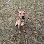 Bowie, 8-month-old male. Photo courtesy of Homer Animal Shelter