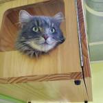 Delcenia Cosman/Homer News
Pheebo peeks out from a box at the Homer Animal Shelter on Thursday, March 6.<ins>, 2025, in Homer, Alaska</ins>