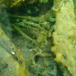 A small piece of elodea rooted in Crescent Creek. (Emily Heale/Cook Inlet Aquaculture Association)