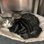 Biscuit and Beignet, 7-month-old females. Photo courtesy of Homer Animal Shelter