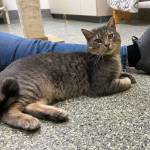 Mickey, 3-year-old male. Photo courtesy of Homer Animal Shelter