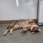 Mickey, 3-year-old male. Photo courtesy of Homer Animal Shelter