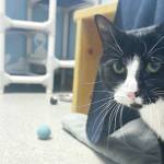 Mayhem, 3.5 year old male. (Photo submitted by Homer Animal Shelter)