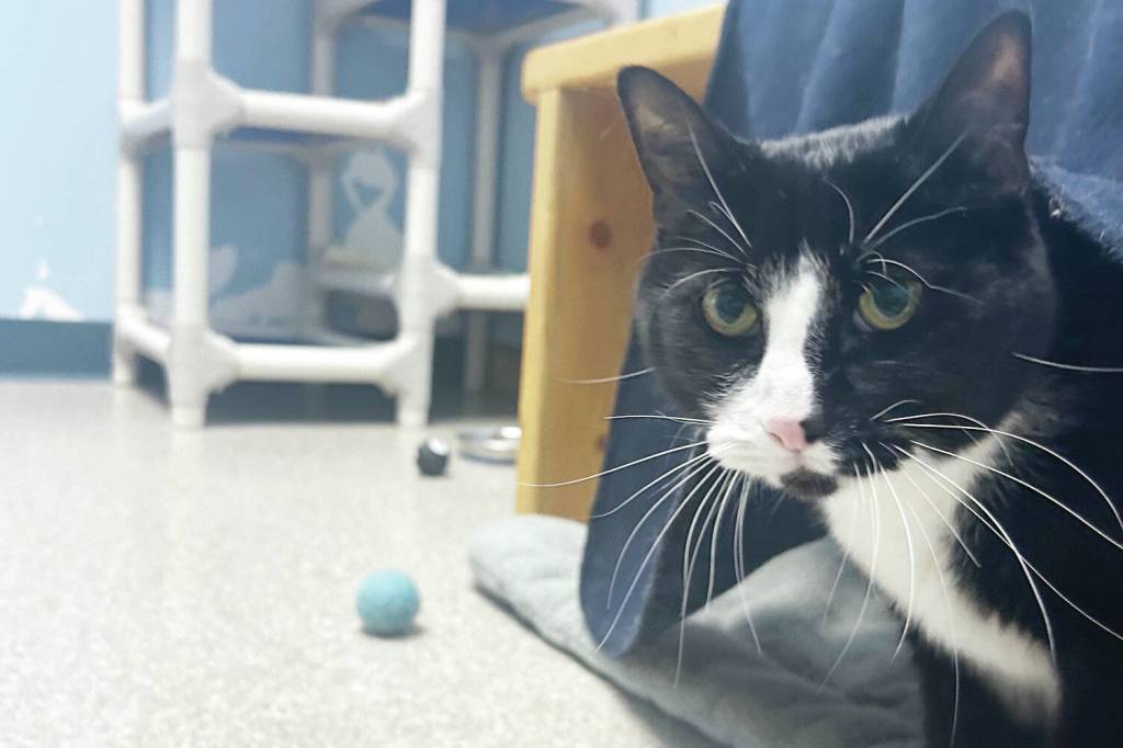 Mayhem, 3.5 year old male. (Photo submitted by Homer Animal Shelter)