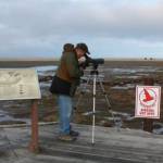 Organizer George Matz monitors shorebirds at the former viewing platform at Mariner Park Lagoon. The platform no longer exists, after being removed by landowner Doyon during the development of the area. (Photo courtesy of Kachemak Bay Birders)