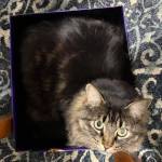 Truffle, 3-year-old female. Photo provided by Homer Animal Shelter