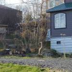 A lone sandhill crane wanders along the trail outside the Homer Public Library on Thursday, April 24, 2025, in Homer, Alaska. (Delcenia Cosman/Homer News)