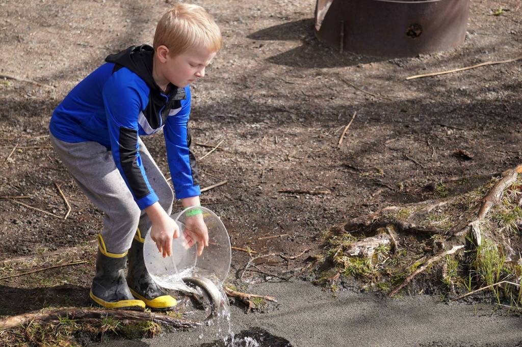 Students stock rainbow trout into Johnson Lake during Salmon Celebration, hosted by the Alaska Department of Fish and Game near Kasilof, Alaska, on Wednesday, May 7, 2025. (Jake Dye/Peninsula Clarion)