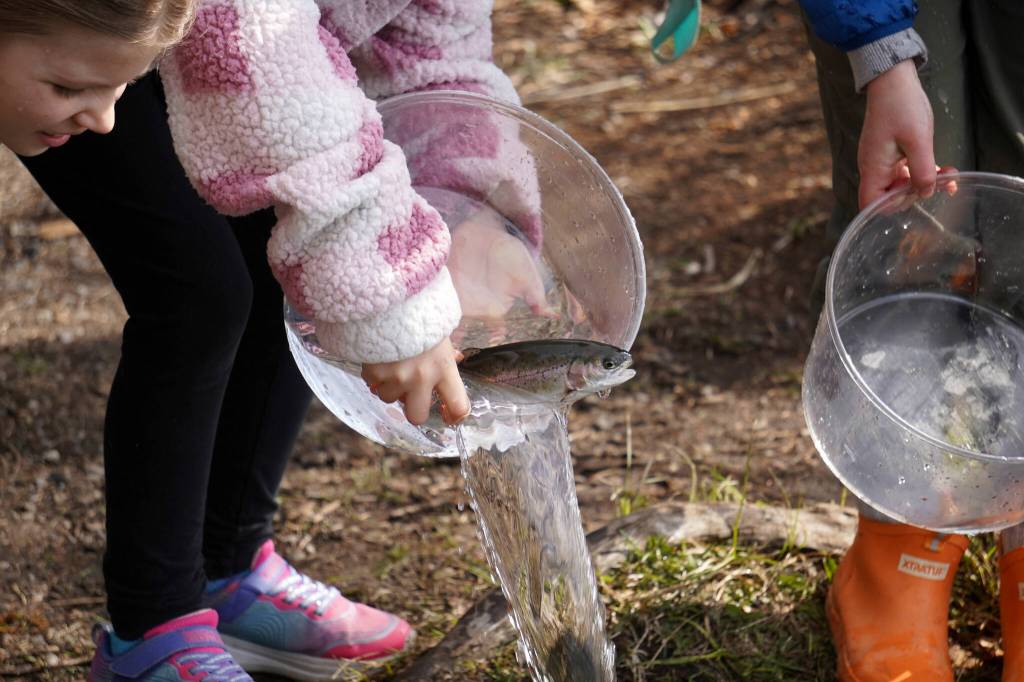 Students stock rainbow trout into Johnson Lake during Salmon Celebration, hosted by the Alaska Department of Fish and Game near Kasilof, Alaska, on Wednesday, May 7, 2025. (Jake Dye/Peninsula Clarion)