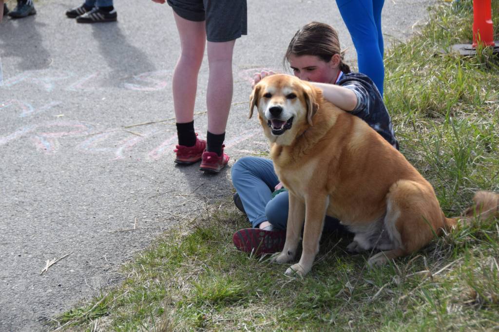 A happy dog takes a rest after completing the 5k 2025 Migration Run on Mothers Day, Sunday, May 11 on the Homer Spit in Homer, Alaska. (Chloe Pleznac/Homer News)