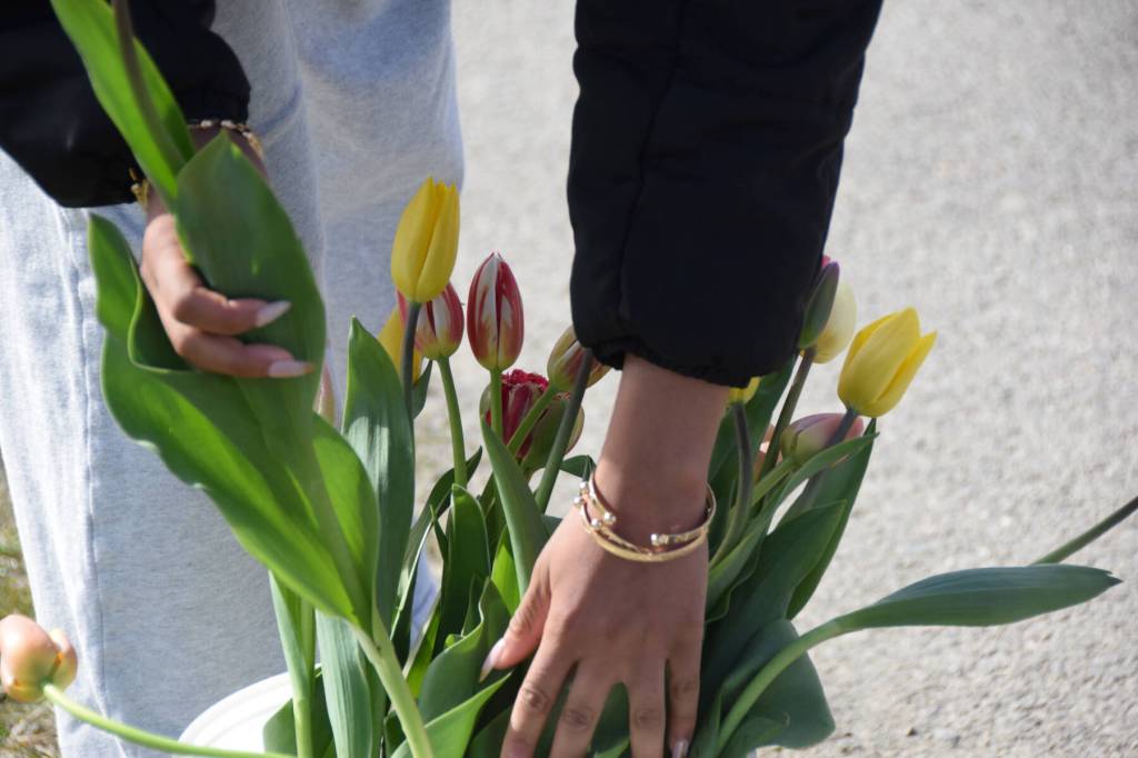 A volunteer selects a tulip for a mother crossing the finish line of the 2025 Migration Run on Mothers Day, Sunday, May 11 on the Homer Spit. (Chloe Pleznac/Homer News)