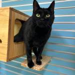 Nyx, 1.5-year-old female. Photo courtesy of Homer Animal Shelter