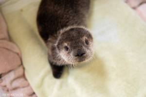 The rescued sea otter pup looks at the camera in this undated picture, provided by the Alaska SeaLife Center. (Kaiti Grant/Alaska SeaLife Center)