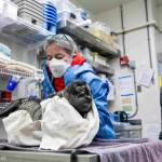 A harbor seal pup rescued near Kenai is treated at the Alaska SeaLife Center in Seward, Alaska. (Photo courtesy Kaiti Grant/Alaska SeaLife Center)