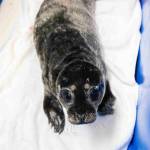 A harbor seal pup rescued near Kenai is treated at the Alaska SeaLife Center in Seward, Alaska. (Photo courtesy Kaiti Grant/Alaska SeaLife Center)