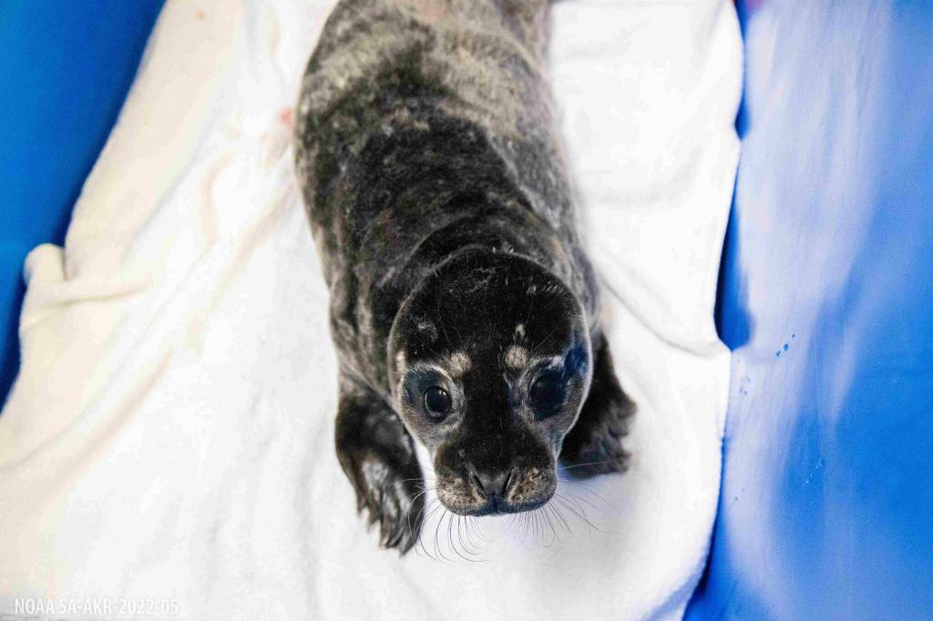 A harbor seal pup rescued near Kenai is treated at the Alaska SeaLife Center in Seward, Alaska. (Photo courtesy Kaiti Grant/Alaska SeaLife Center)