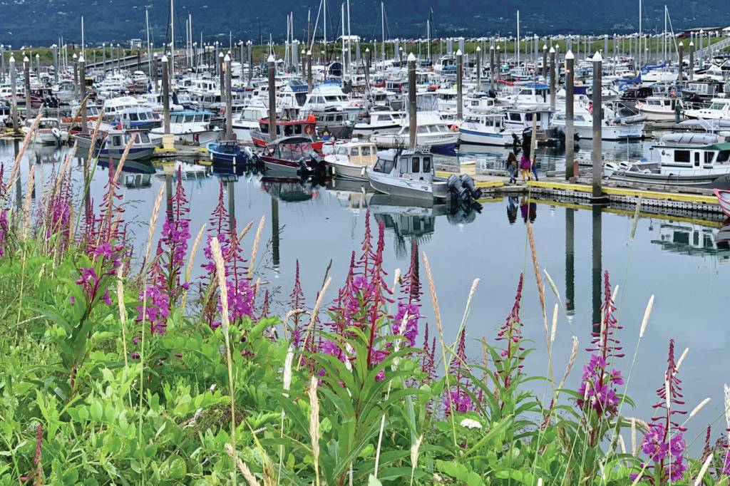 Fireweed blooms along the Homer Spit walking path by the Homer Harbor on Wednesday, Aug. 2, 2023 in Homer, Alaska. Photo by Christina Whiting
