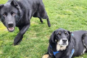 Lola, 6-year-old female and Maui, 9-year-old male. Photo courtesy of Homer Animal Shelter