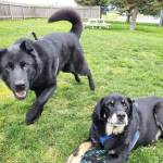 Lola, 6-year-old female and Maui, 9-year-old male. Photo courtesy of Homer Animal Shelter