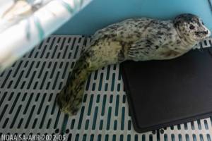 A harbor seal pup found May 31, 2025, on a beach in Homer, Alaska, is photographed after being taken into custody by Alaska SeaLife Centers Wildlife Response Program. (Photo courtesy of Kaiti Grant, Alaska SeaLife Center)
