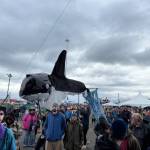 A large, creeping orca puppet enters the crowd during the Black Barrel & The Bad Men performance at the inaugural HomerFest on the Homer Spit on Saturday. (Chloe Pleznac/Homer News)