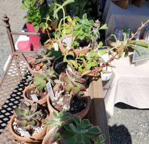 Potted succulents are for sale at the Homer Farmers Market on Saturday, May 31, 2025, in Homer, Alaska. (Delcenia Cosman/Homer News)