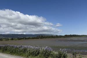 Lupine bloom along Homer Spit Road on Saturday, June 14, 2025 in Homer, Alaska. (Chloe Pleznac/Homer News)