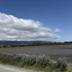 Lupine blooms along Homer Spit Road on Saturday, June 14, 2025, in Homer, Alaska. (Chloe Pleznac/Homer News)