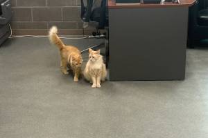 Charlie and Percy, 1-year-old brothers. Photo courtesy of Homer Animal Shelter