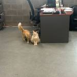 Charlie and Percy, 1-year-old brothers. Photo courtesy of Homer Animal Shelter